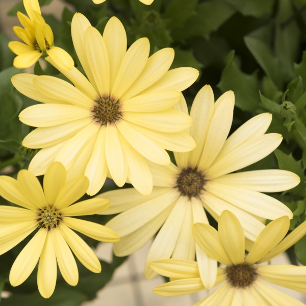African Daisy Osteospermum ecklonis Golden Yellow from Hillcrest Nursery