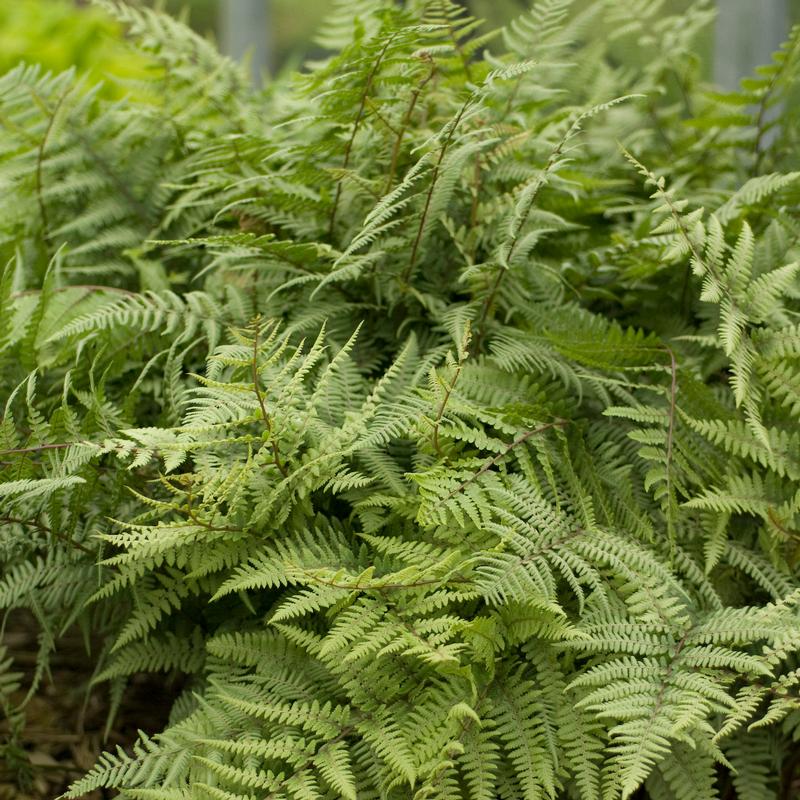 Ghost Fern Fern Athyrium Ghost from Hillcrest Nursery