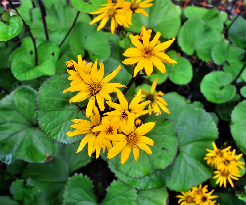 Leopard Plant Ligularia dentata Othello from Hillcrest Nursery
