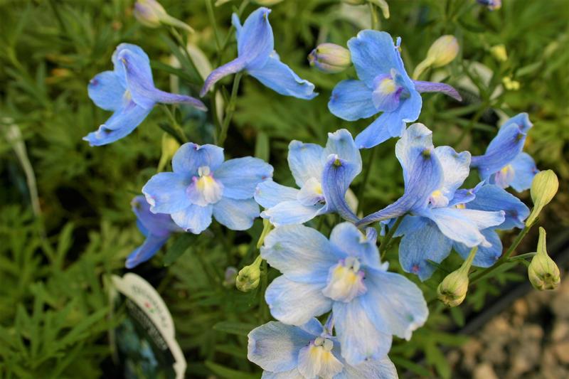 Hardy Larkspur Delphinium grandiflorum Summer Blues from Hillcrest Nursery