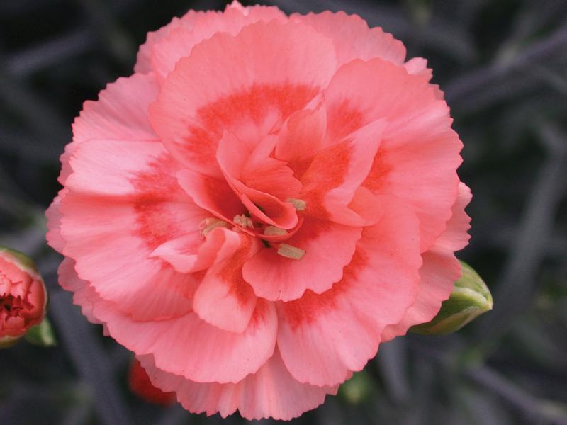 Tall Pinks Dianthus Romance from Hillcrest Nursery