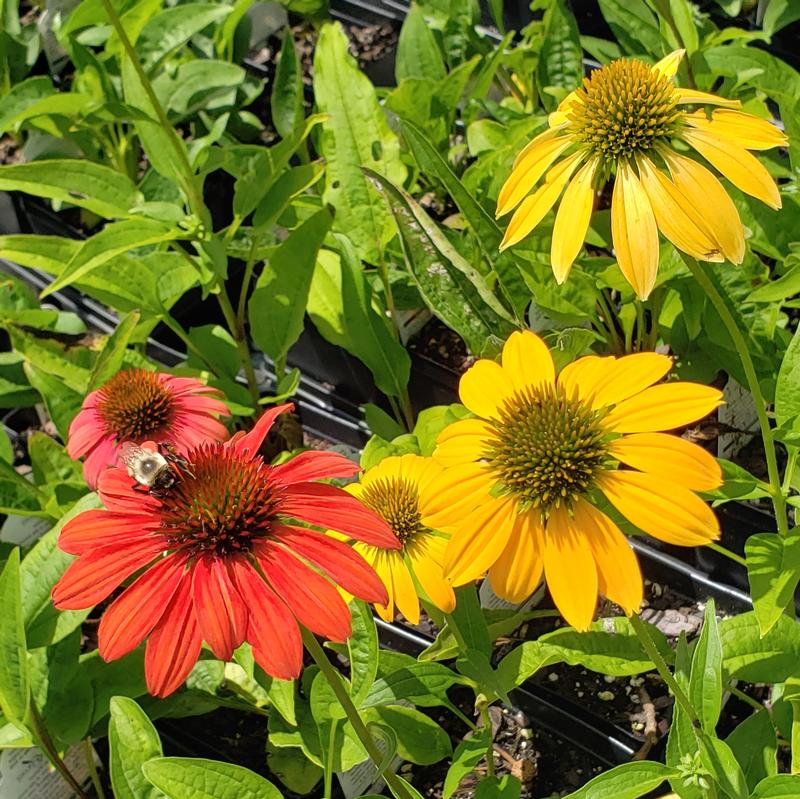 Coneflower Echinacea hybrida Cheyenne Spirit from Hillcrest Nursery