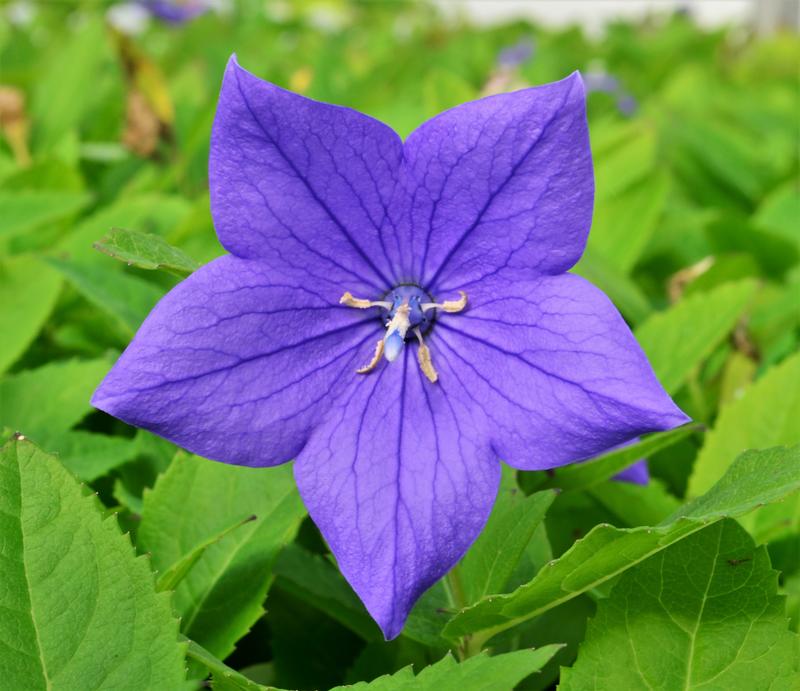 Balloon Flower Platycodon grandiflorus Sentimental Blue from Hillcrest Nursery