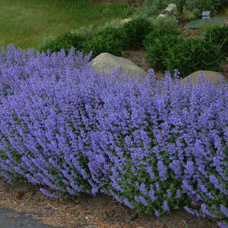 Catmint Nepeta faassenii Purrsian Blue from Hillcrest Nursery