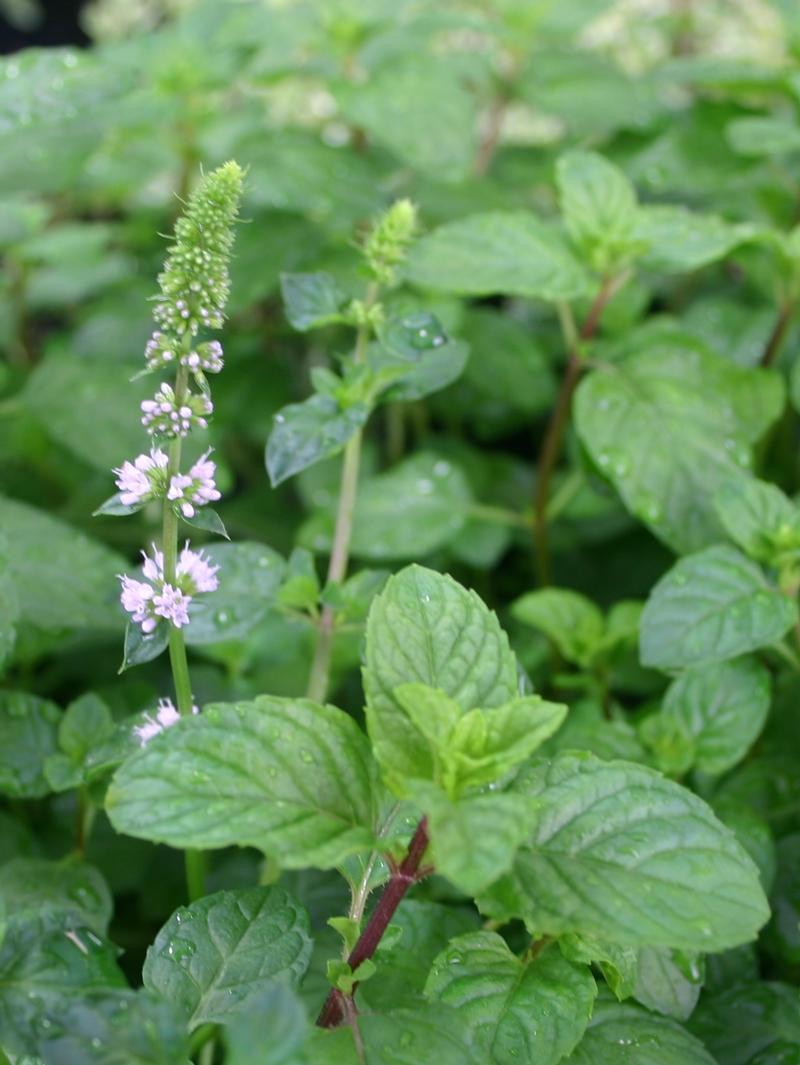 Mint Finished Mentha Berries and Cream from Hillcrest Nursery