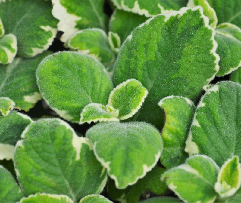 Oregano Cuban Finished Plectranthus barbatus Cuban Variegated from