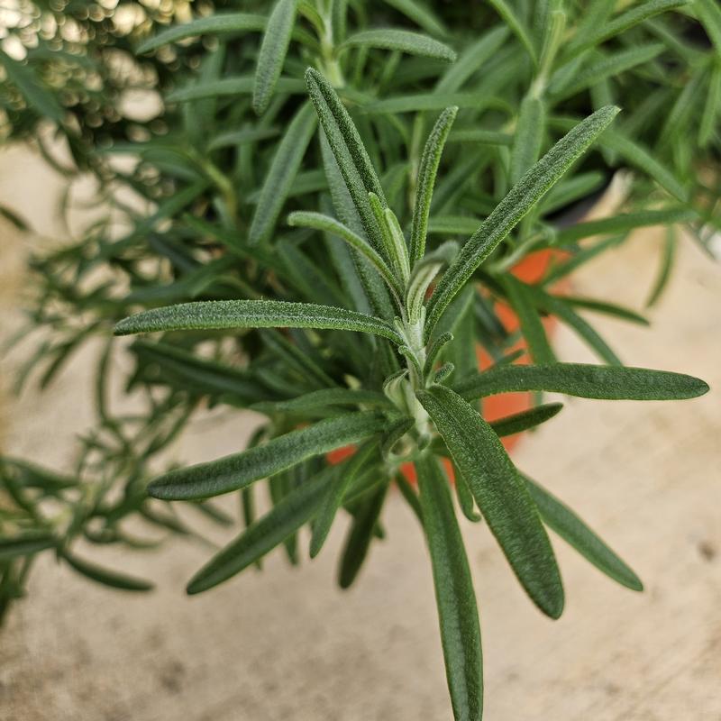 Rosemary Finished Rosmarinus officinalis Gorizia from Hillcrest Nursery