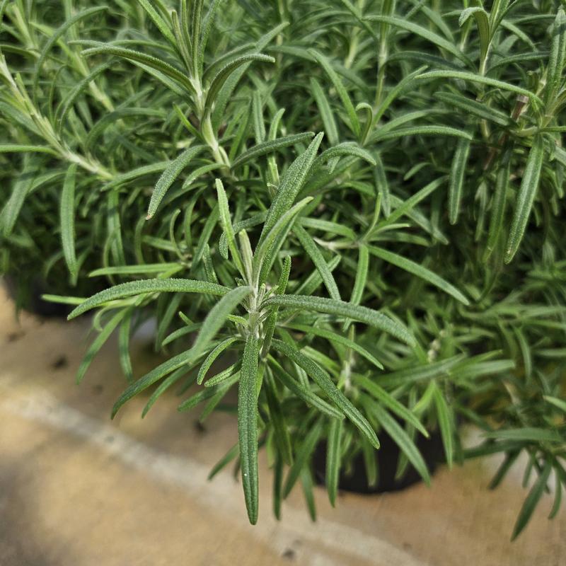 Rosemary Finished Rosmarinus officinalis Hill Hardy from Hillcrest