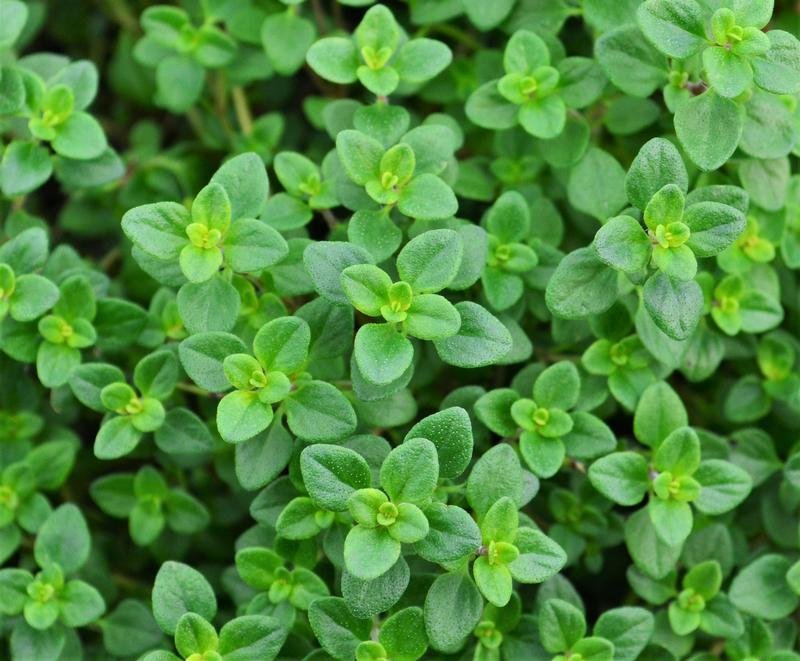 Thyme Finished Thymus x citriodorus Lemon from Hillcrest Nursery