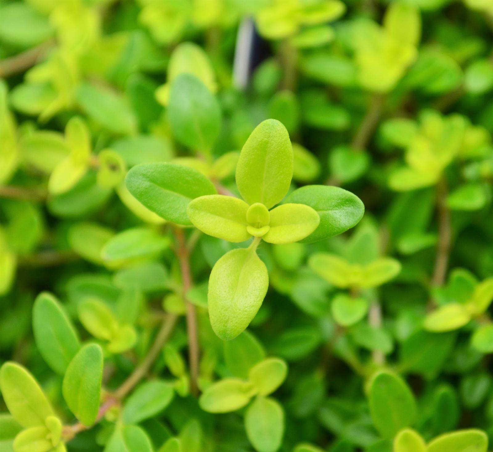 Thyme Finished Thymus vulgaris Transparent Yellow from Hillcrest Nursery