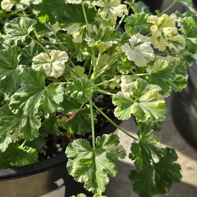Geranium Scented Finished Pelargonium Snowy Nutmeg from Hillcrest Nursery