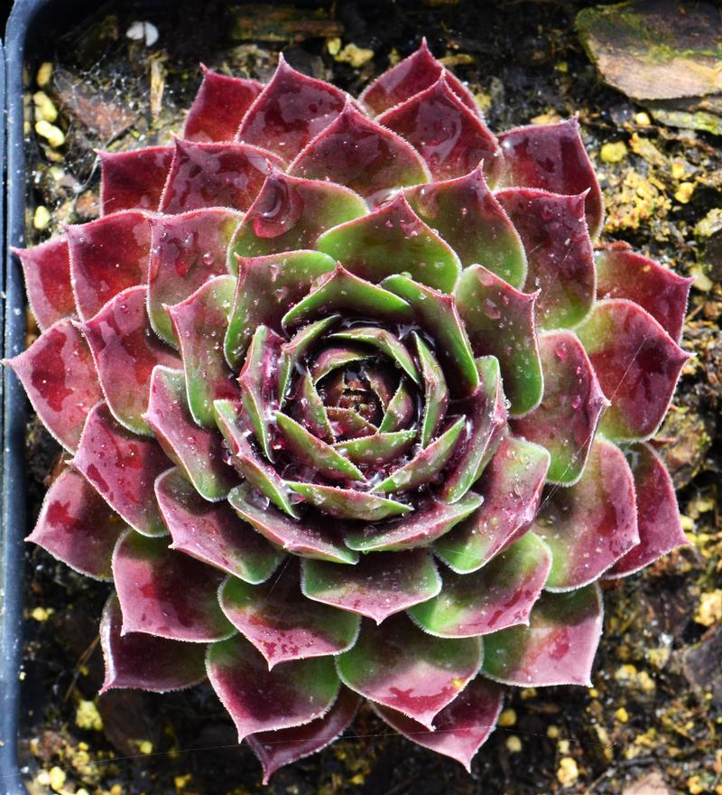 Sempervivum Hopewell Sempervivum Hopewell from Hillcrest Nursery