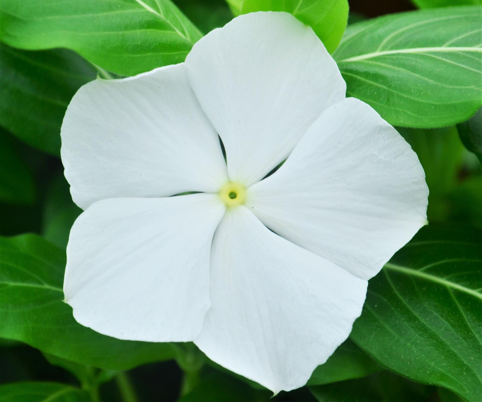 Vinca Catharanthus roseus Pure White from Hillcrest Nursery