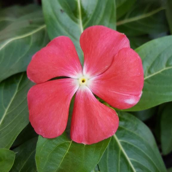 Vinca Pacifica Orange Catharanthus roseus from Hillcrest Nursery