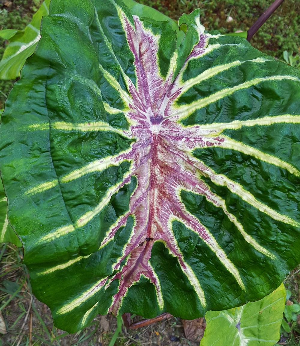 Elephant Ear Colocasia White Lava from Hillcrest Nursery