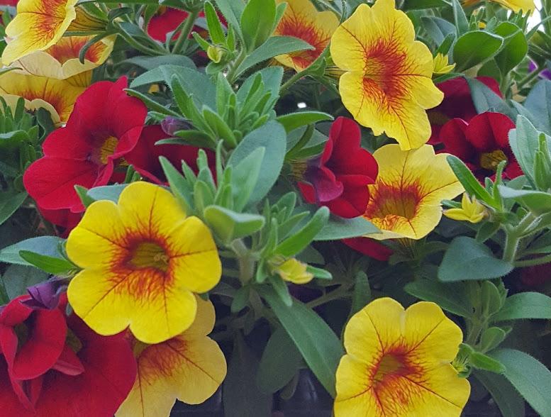 Confetti Garden Hawaiian Hilo Combo Confetti Garden from Hillcrest Nursery