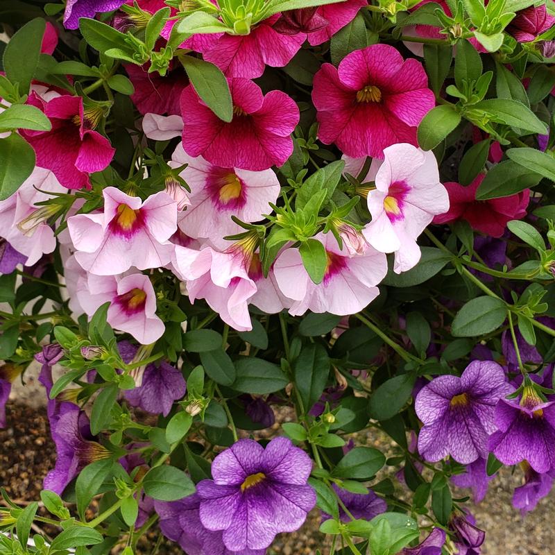 Confetti Garden Hawaiian Kona Flamingo Combo Confetti Garden Hawaiian