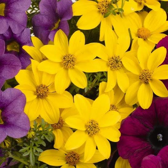 Confetti Garden Nightlights Combo Confetti Garden Nightlights from