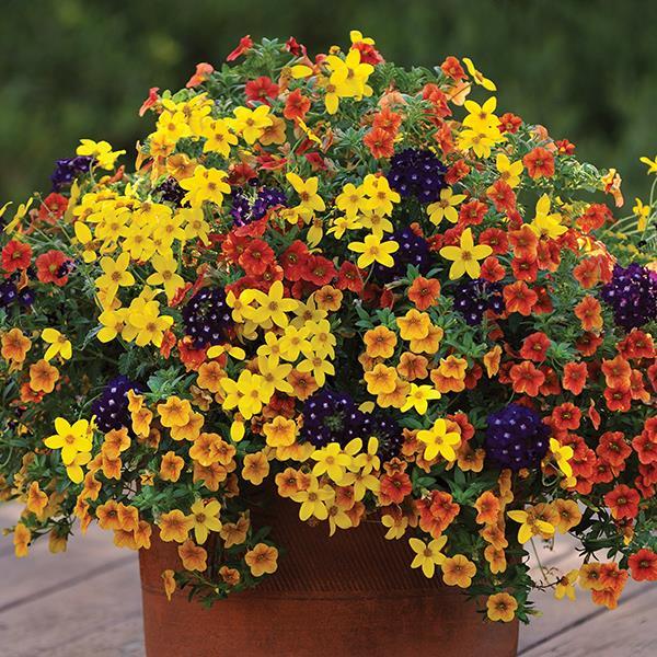 Mix Masters Santa Fe Sunset Combo from Hillcrest Nursery