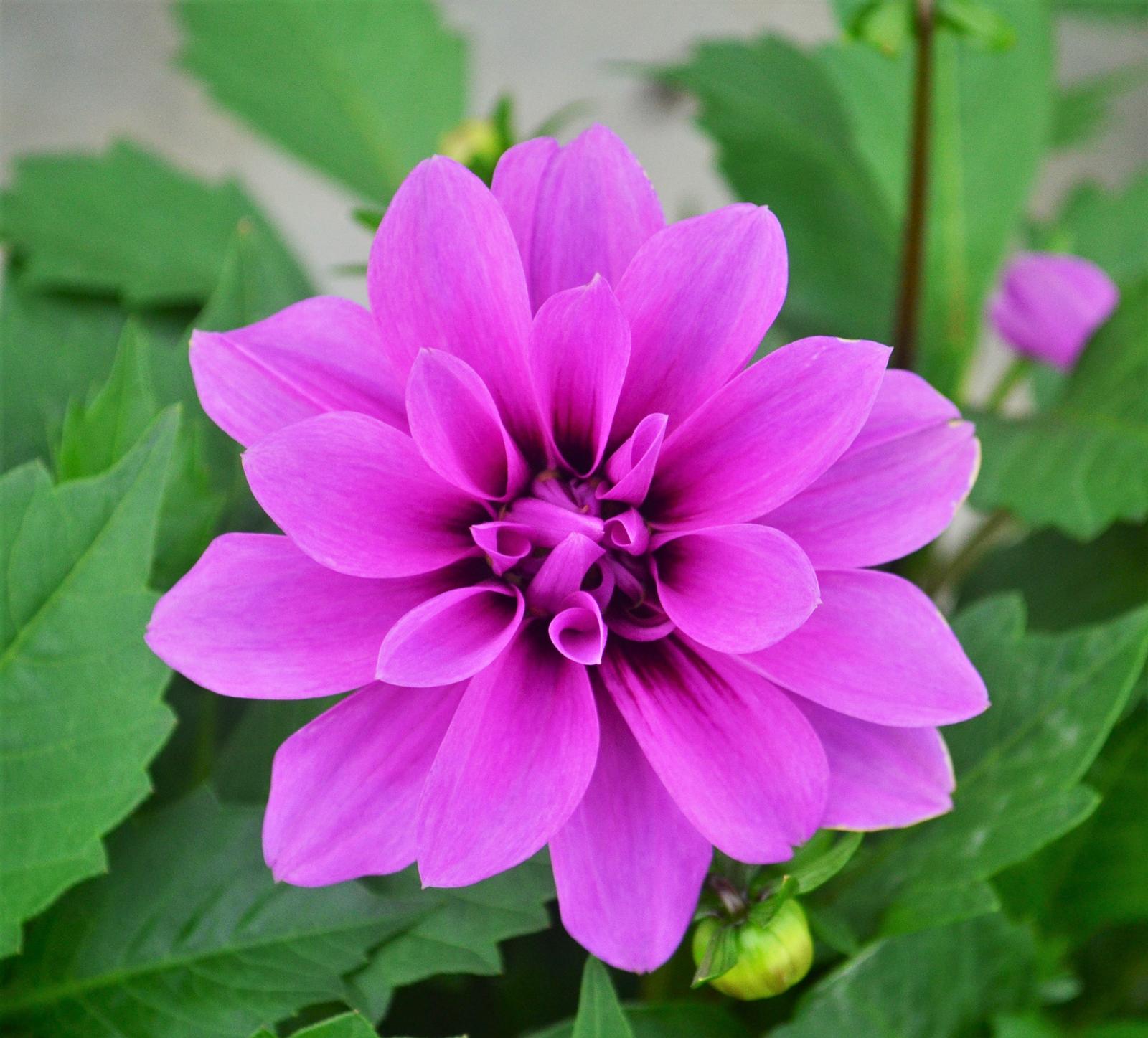 Dahlia Dahlia Lavender from Hillcrest Nursery