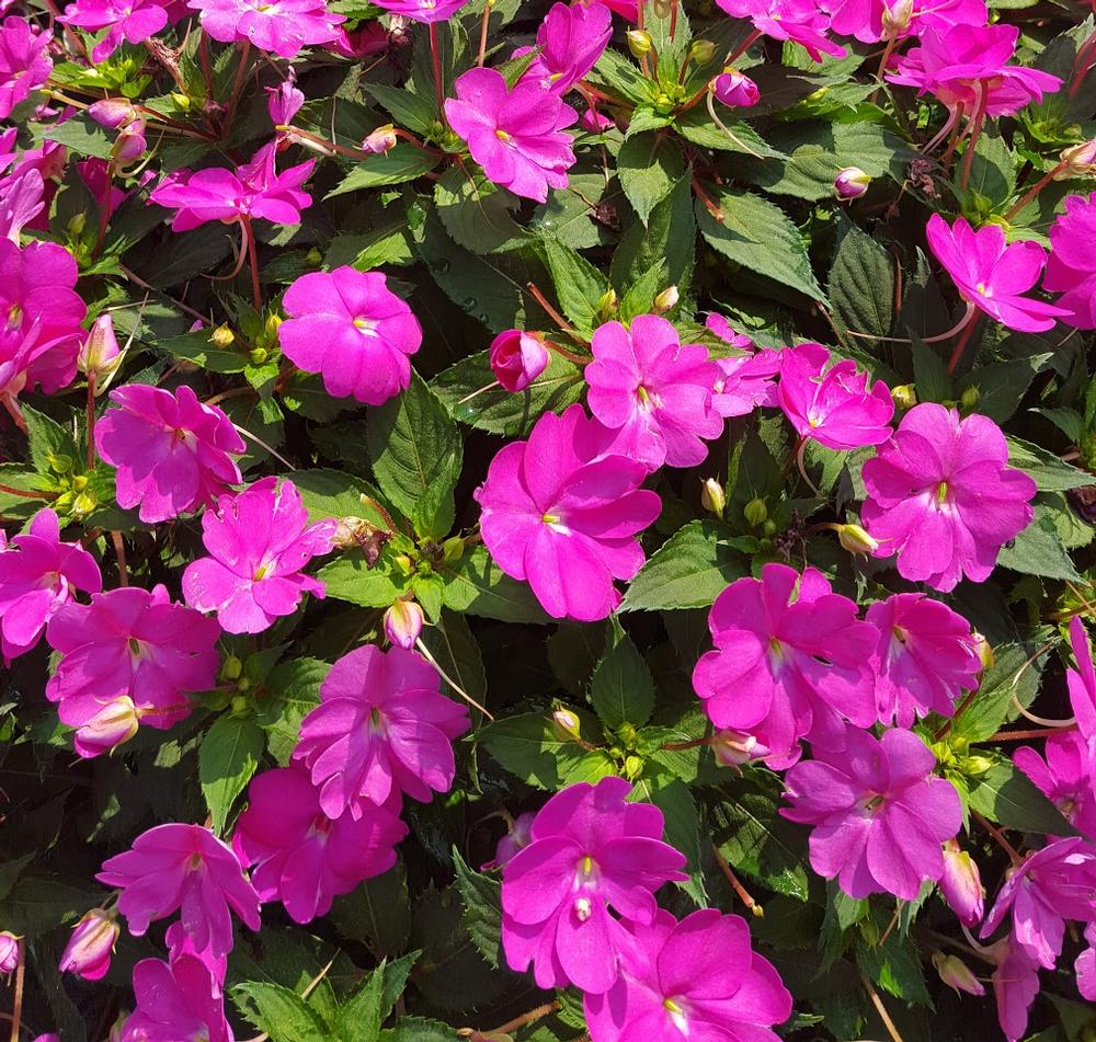 Sunpatiens Compact Hot Pink Impatiens hawkeri Hot Pink from Hillcrest