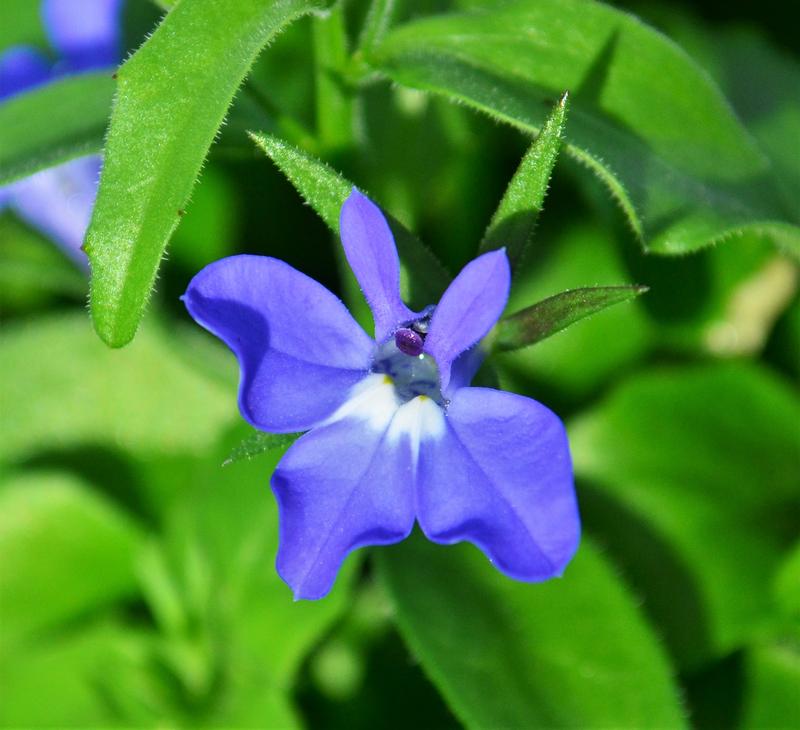 Lobelia Magadi Compact Blue Lobelia erinus Compact Blue from Hillcrest