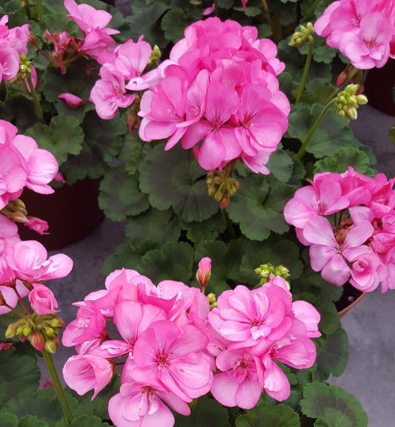 Geranium Pelargonium hortorum Pink from Hillcrest Nursery