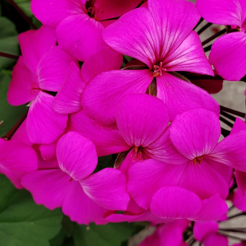 Geranium Ivy Pelargonium interspecific Lavender from Hillcrest Nursery
