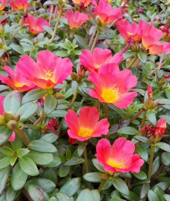 Portulaca Portulaca oleracea Cherry Baby from Hillcrest Nursery