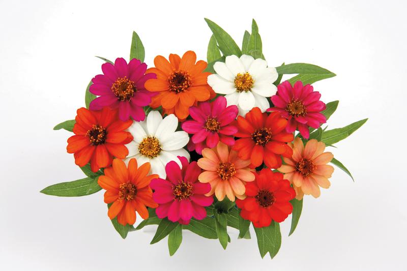 Zinnia Zinnia hybrid Five Color Mix from Hillcrest Nursery