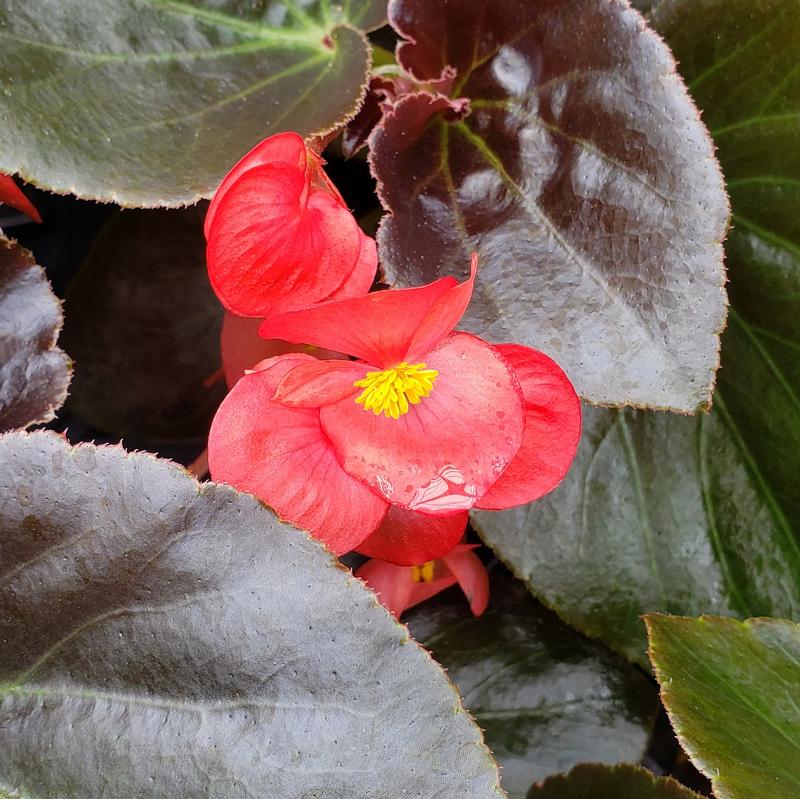 Begonia Begonia semperflorens Red (Bronze Leaf) from Hillcrest Nursery
