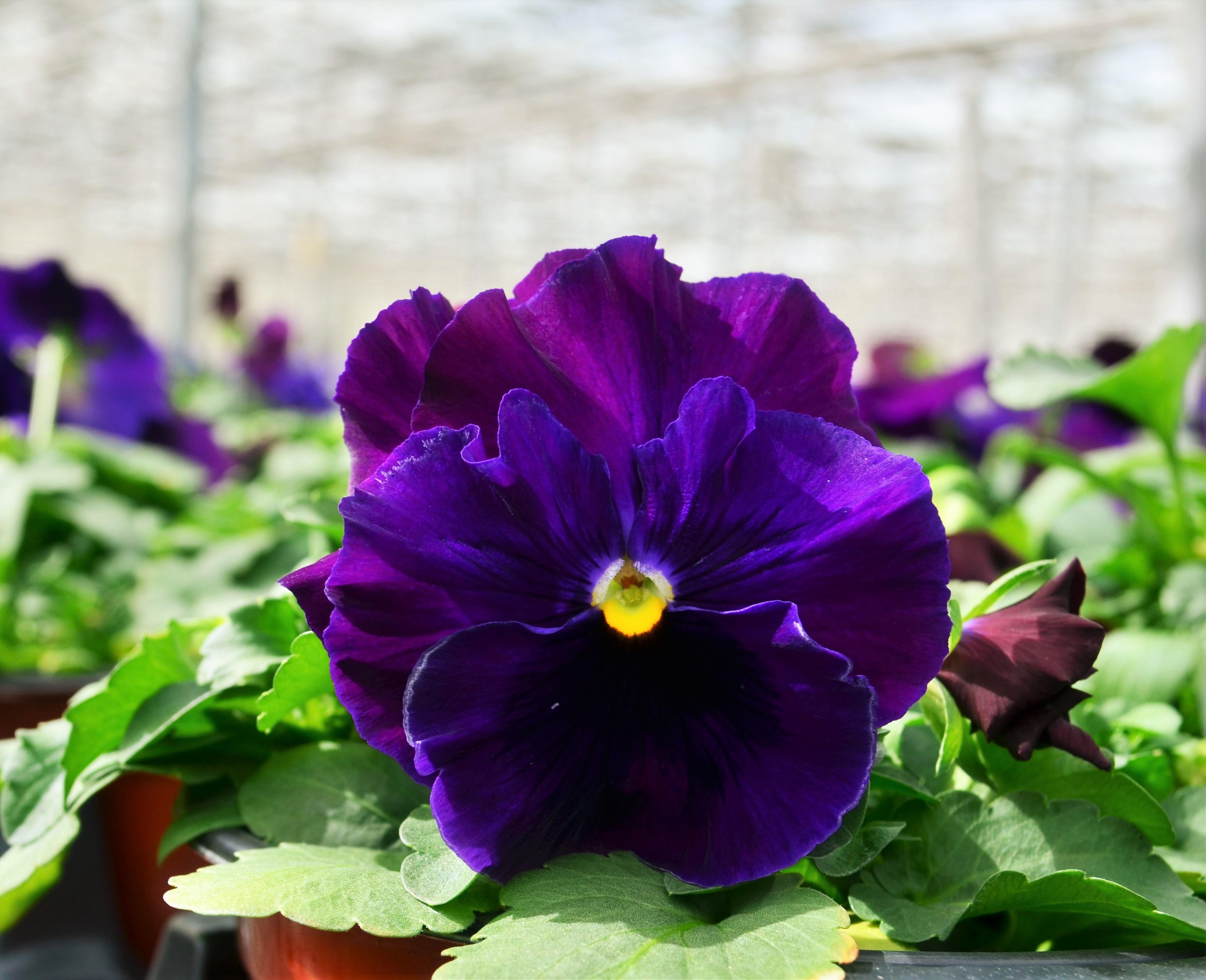 Pansy Viola wittrockiana Purple Blotch from Hillcrest Nursery