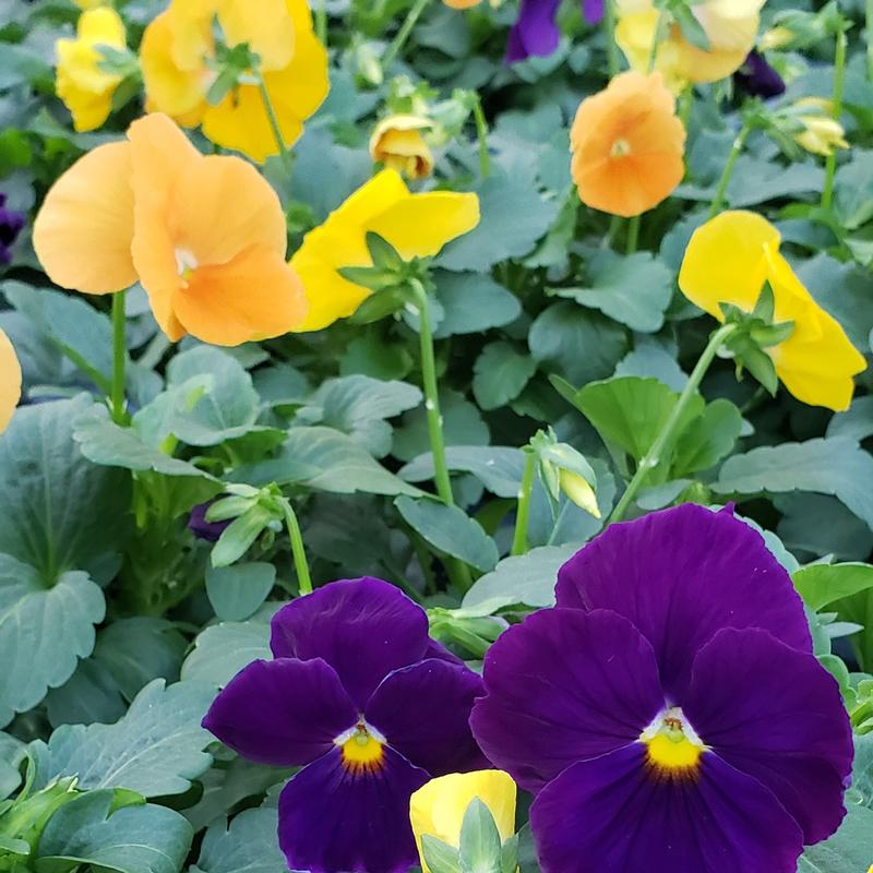 Pansy Harvest Mix Viola wittrockiana Harvest Mix from Hillcrest Nursery