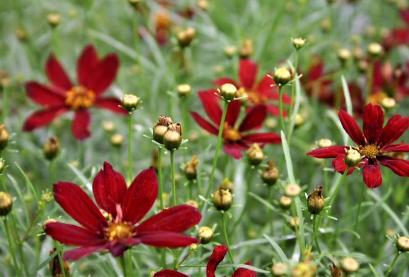 Tickseed Coreopsis verticillata Hot Paprika from Hillcrest Nursery