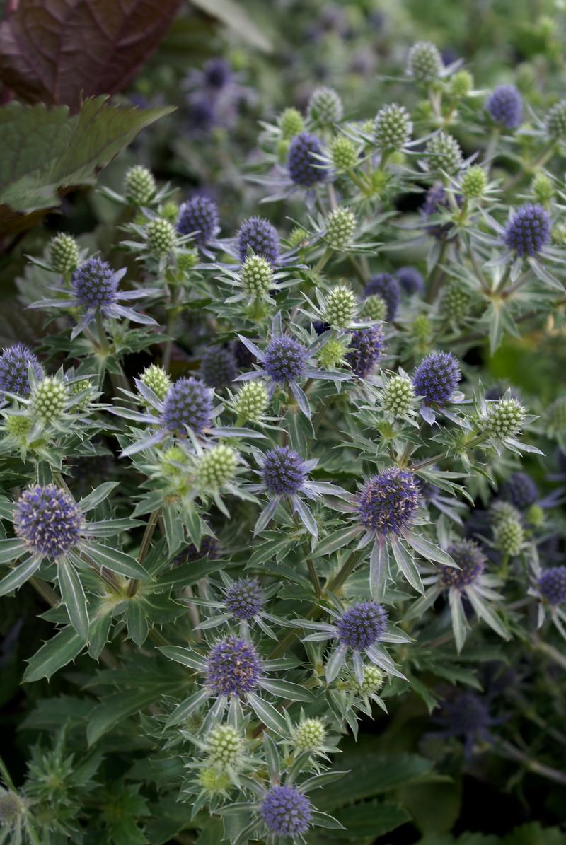 Sea Holly Eryngium planum Blue Hobbit from Hillcrest Nursery
