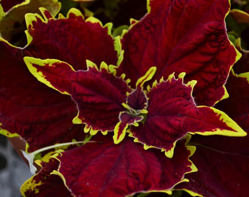 Coleus Solenostemon scutellarioides Crown Jewel from Hillcrest Nursery