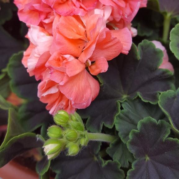 Geranium Brocade Salmon Night Pelargonium interspecific Salmon Night