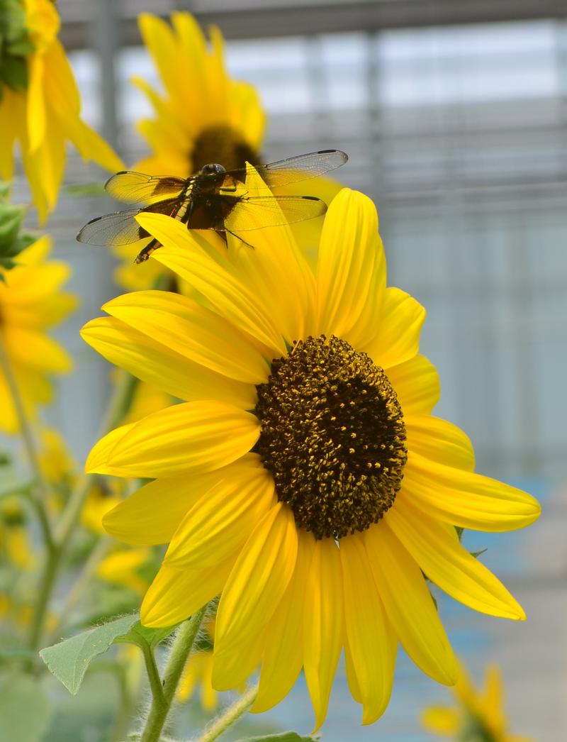 Sunflower Helianthus annuus Sunfinity from Hillcrest Nursery