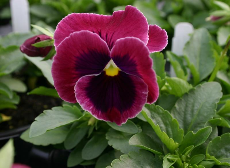 Pansy Colossus Rose with Blotch Viola wittrockiana Rose with Blotch