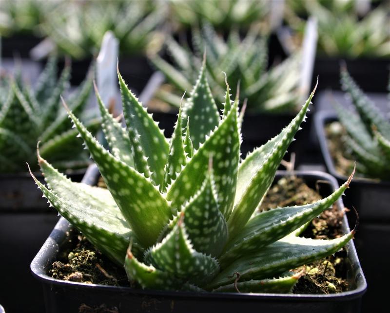 Gasteria Durban Gasteria Durban from Hillcrest Nursery