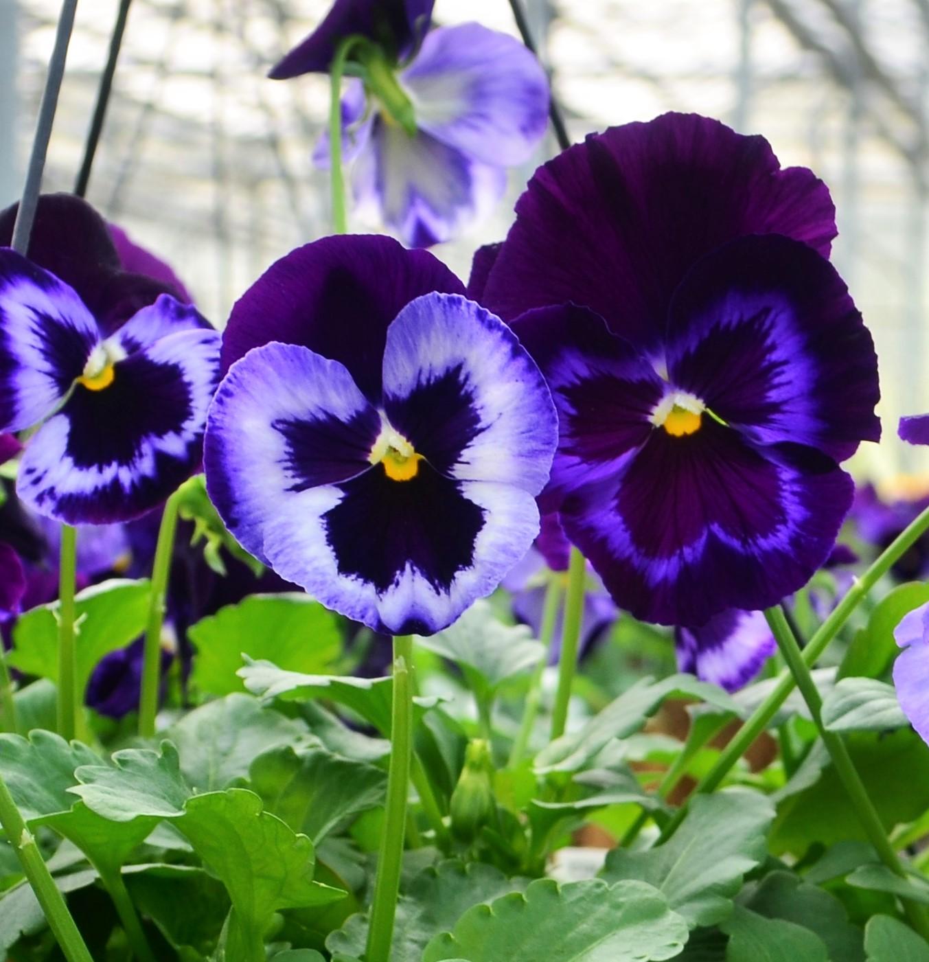 Pansy Viola wittrockiana Neon Violet from Hillcrest Nursery