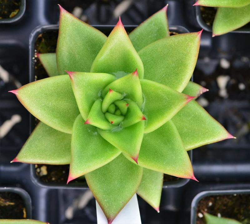 Echeveria Echeveria agavoides Lipstick from Hillcrest Nursery