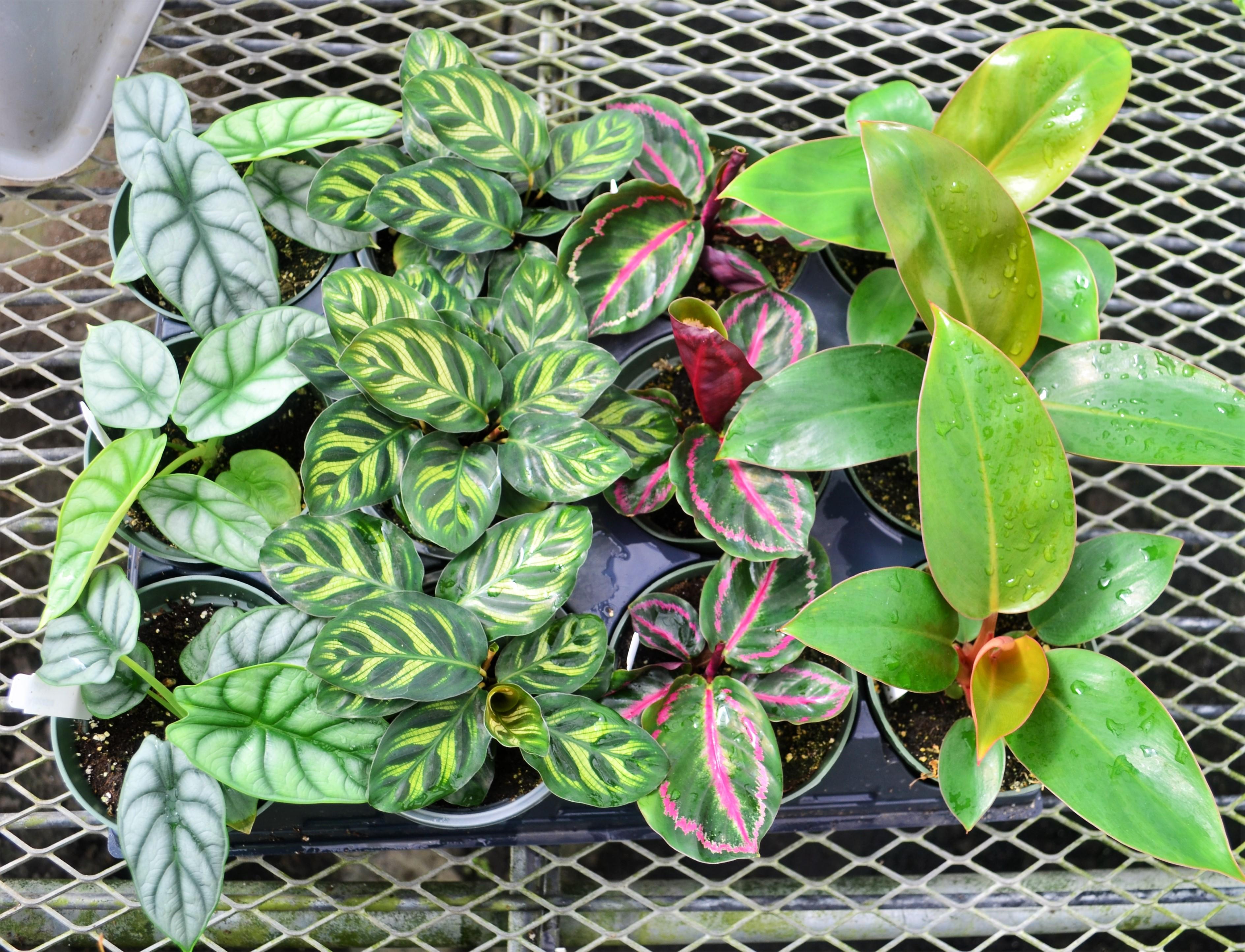 Mixed Flat Assorted Foliage Premium from Hillcrest Nursery