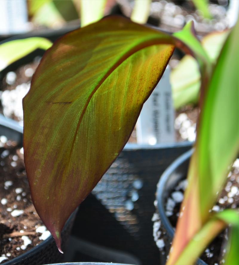 Banana Tree Musa Siam Ruby from Hillcrest Nursery
