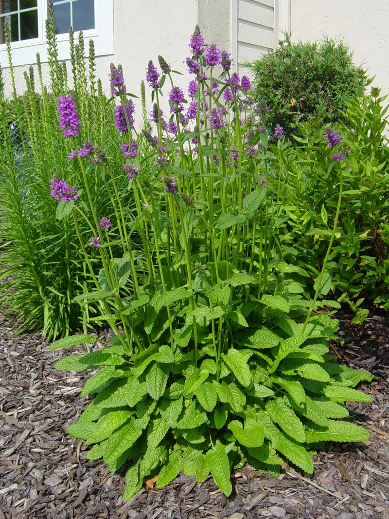 Lambs Ear Hummelo Stachys monieri Hummelo from Hillcrest Nursery