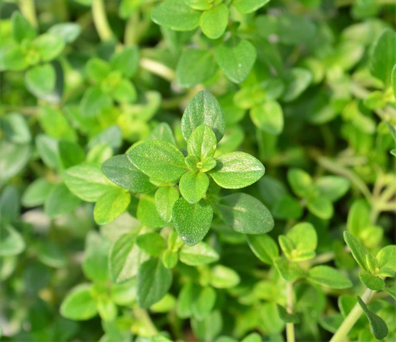 Thyme Finished Thymus x citriodorus Lime Green from Hillcrest Nursery