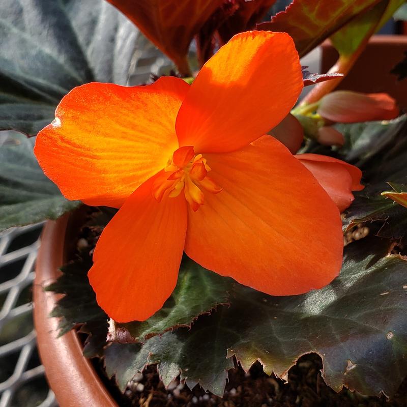 Begonia I'conia Upright Fire Begonia Upright Fire from Hillcrest Nursery