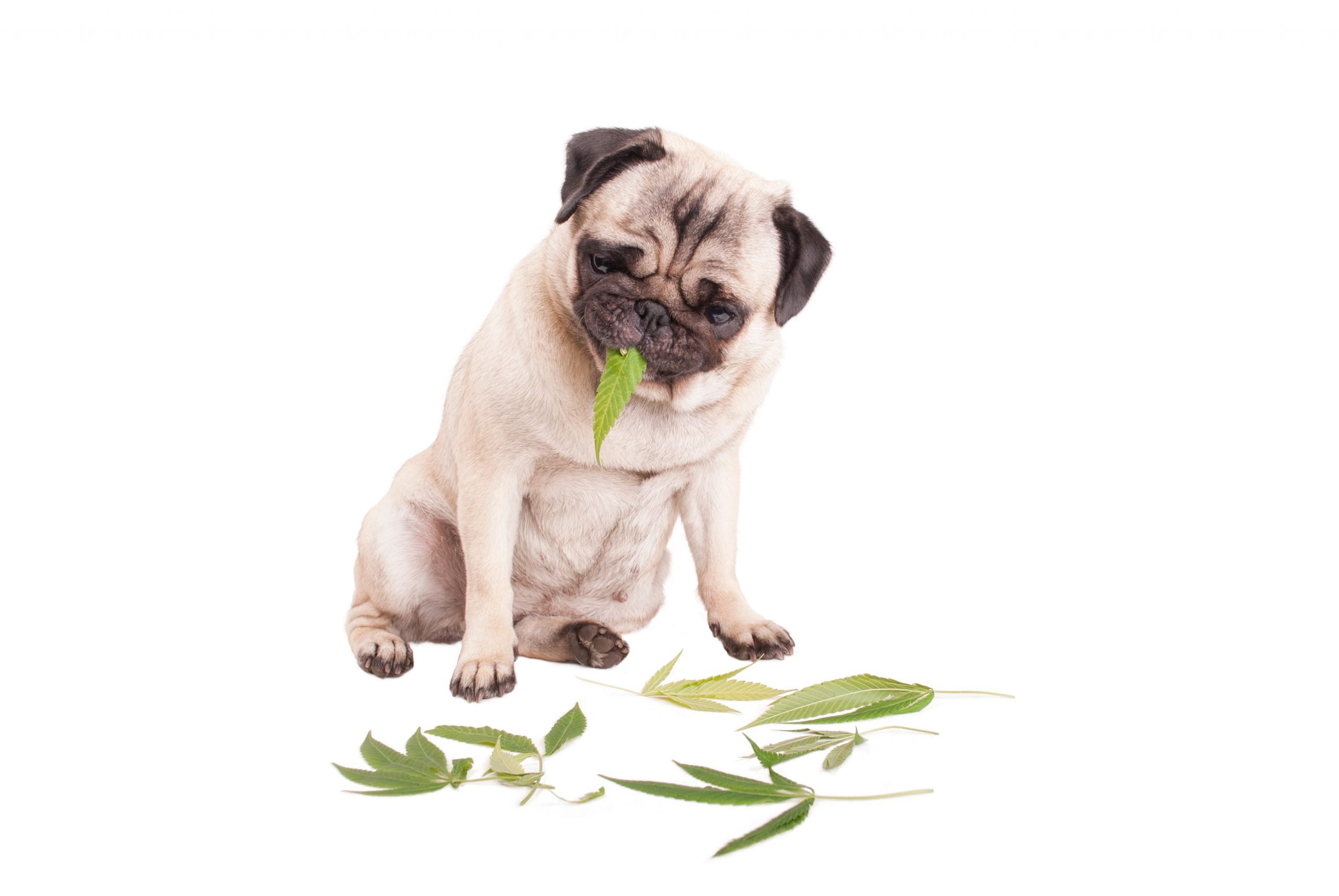 What Happens If My Dog Eats Weed Wax