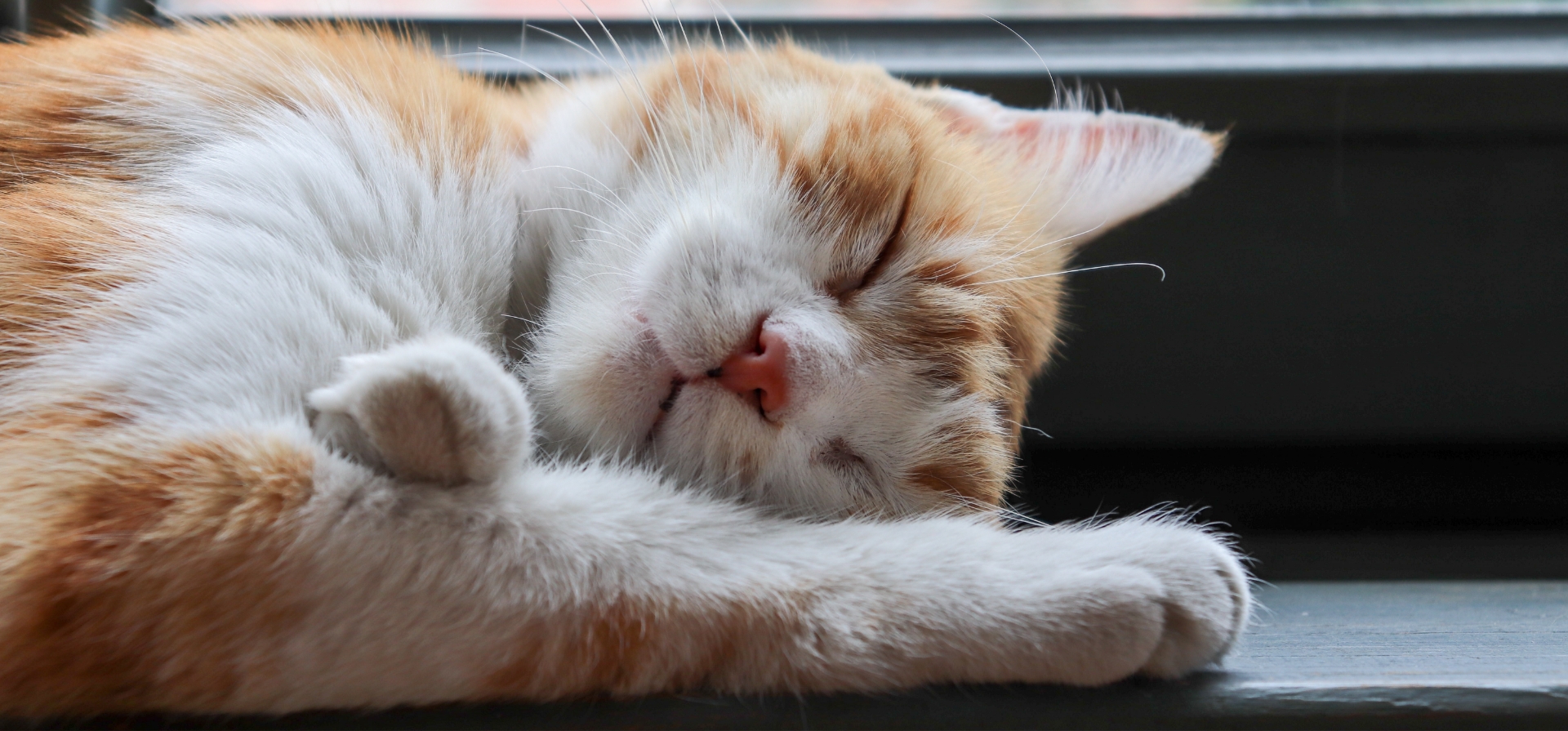 Hillsboro Veterinary Clinic Your Trusted Choice for Hillsboro Vet Care