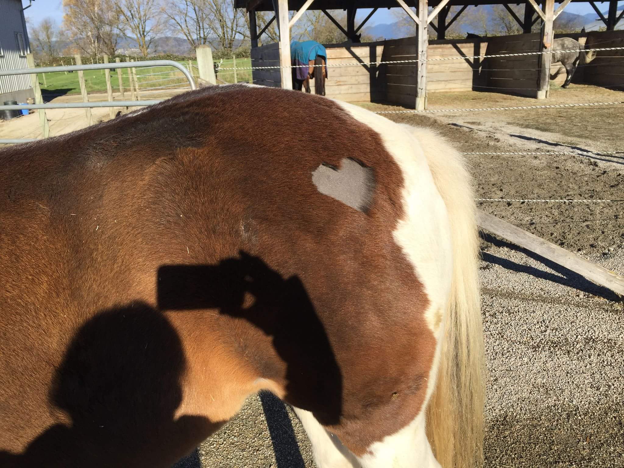 Clipping and grooming Hillside Equine Services